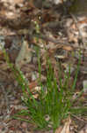 Bulbous woodrush